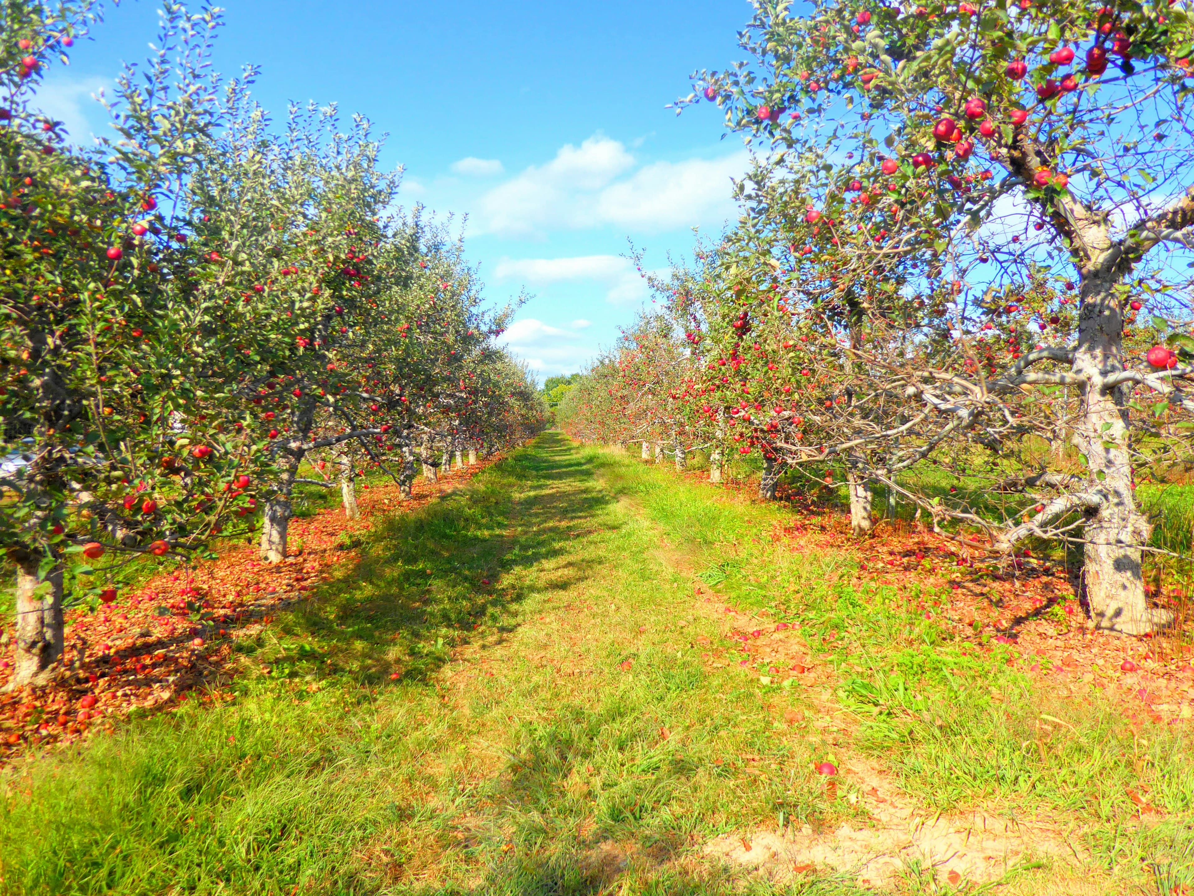 Sunlight through the leaves of a Kinnaur apple orchard