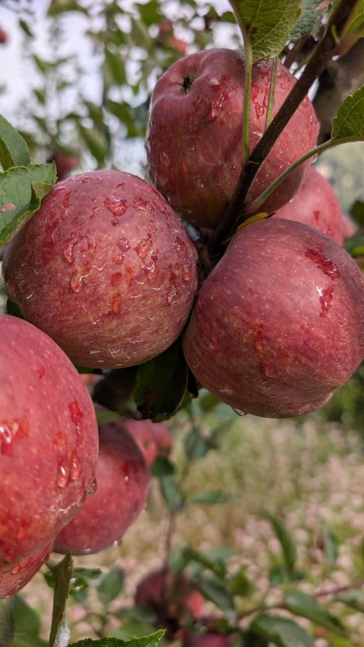 Freshly picked red apples with orchard leaves still attached