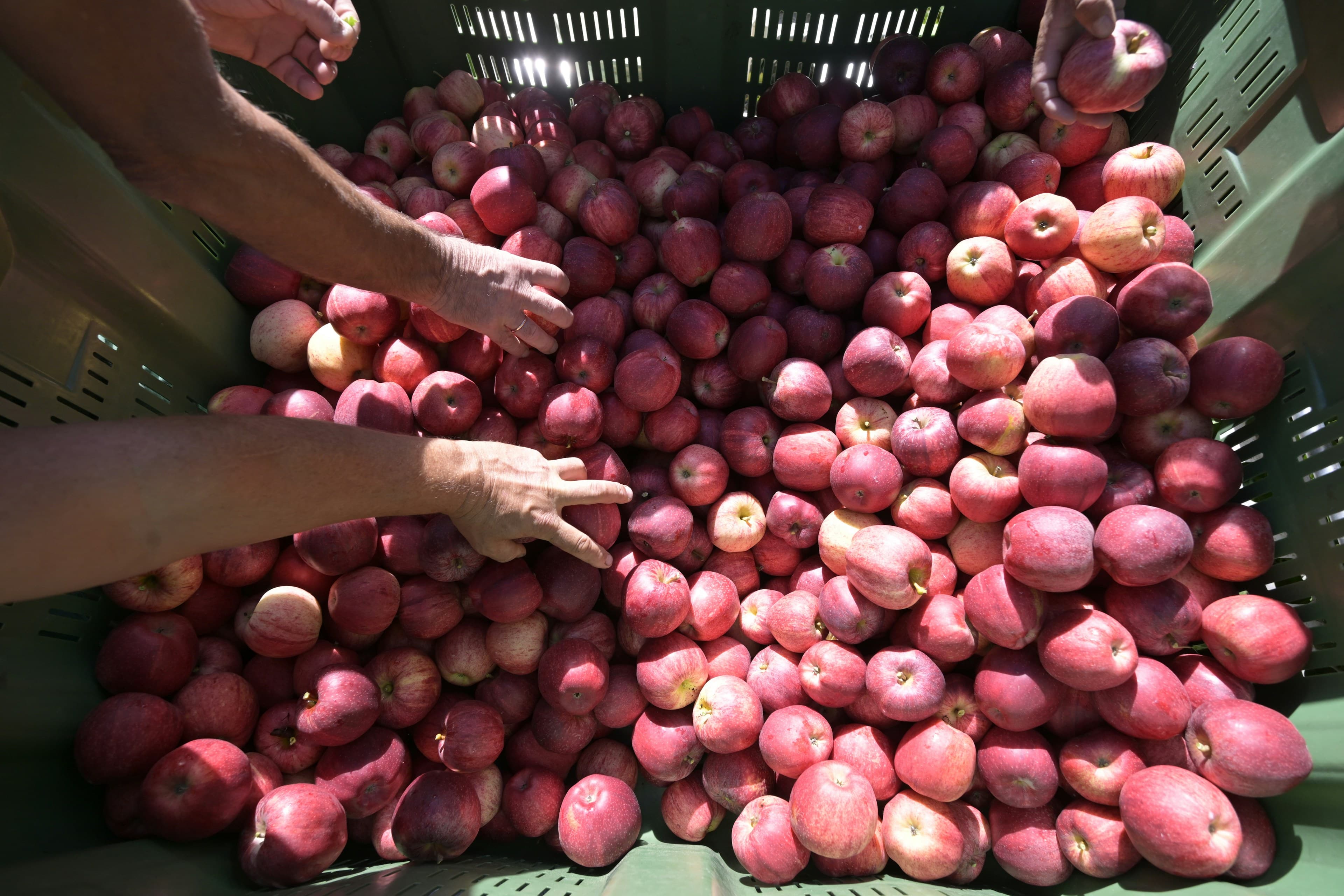 Apples being graded and packed into trays