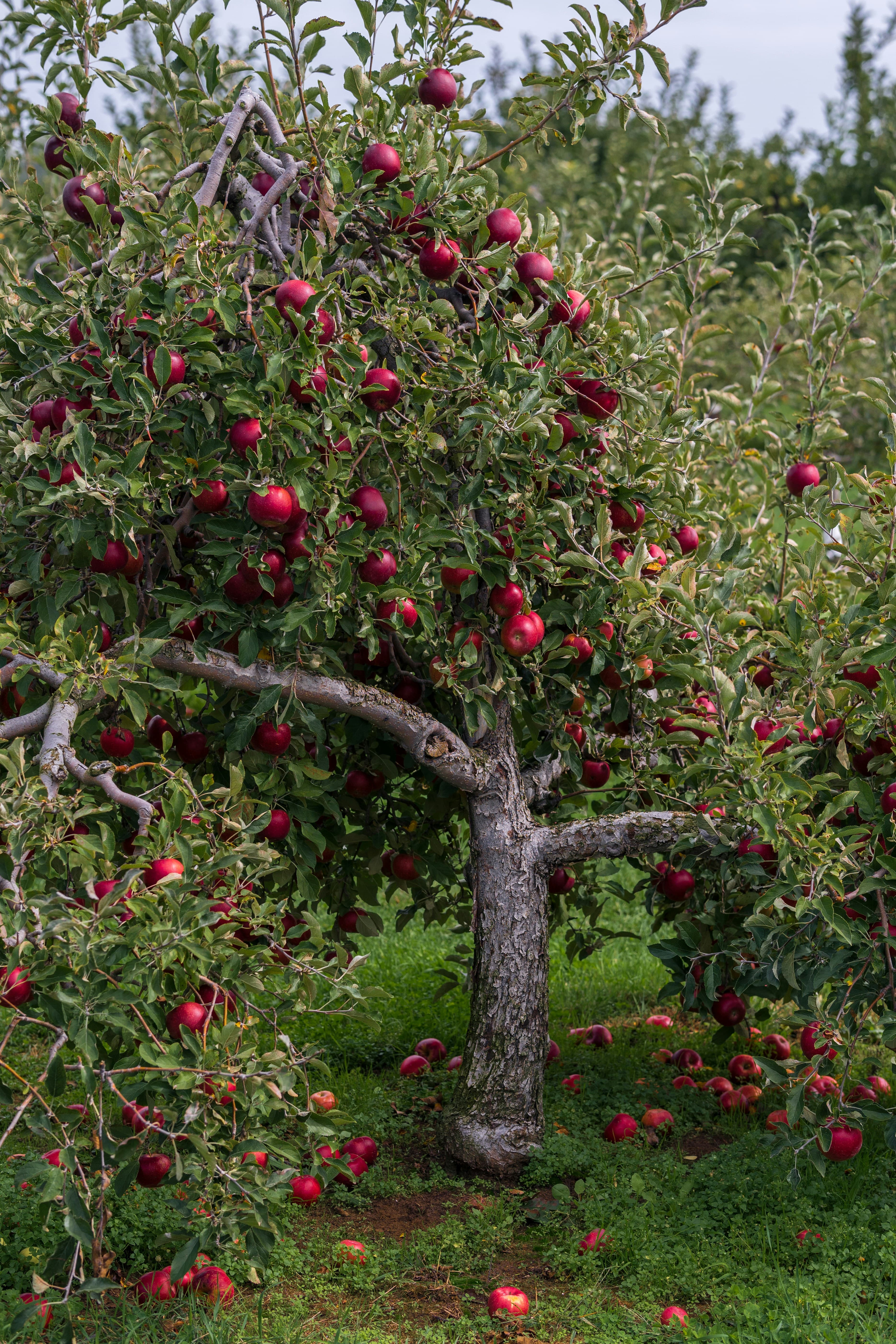 An apple tree heavy with fruit in a Kinnaur orchard