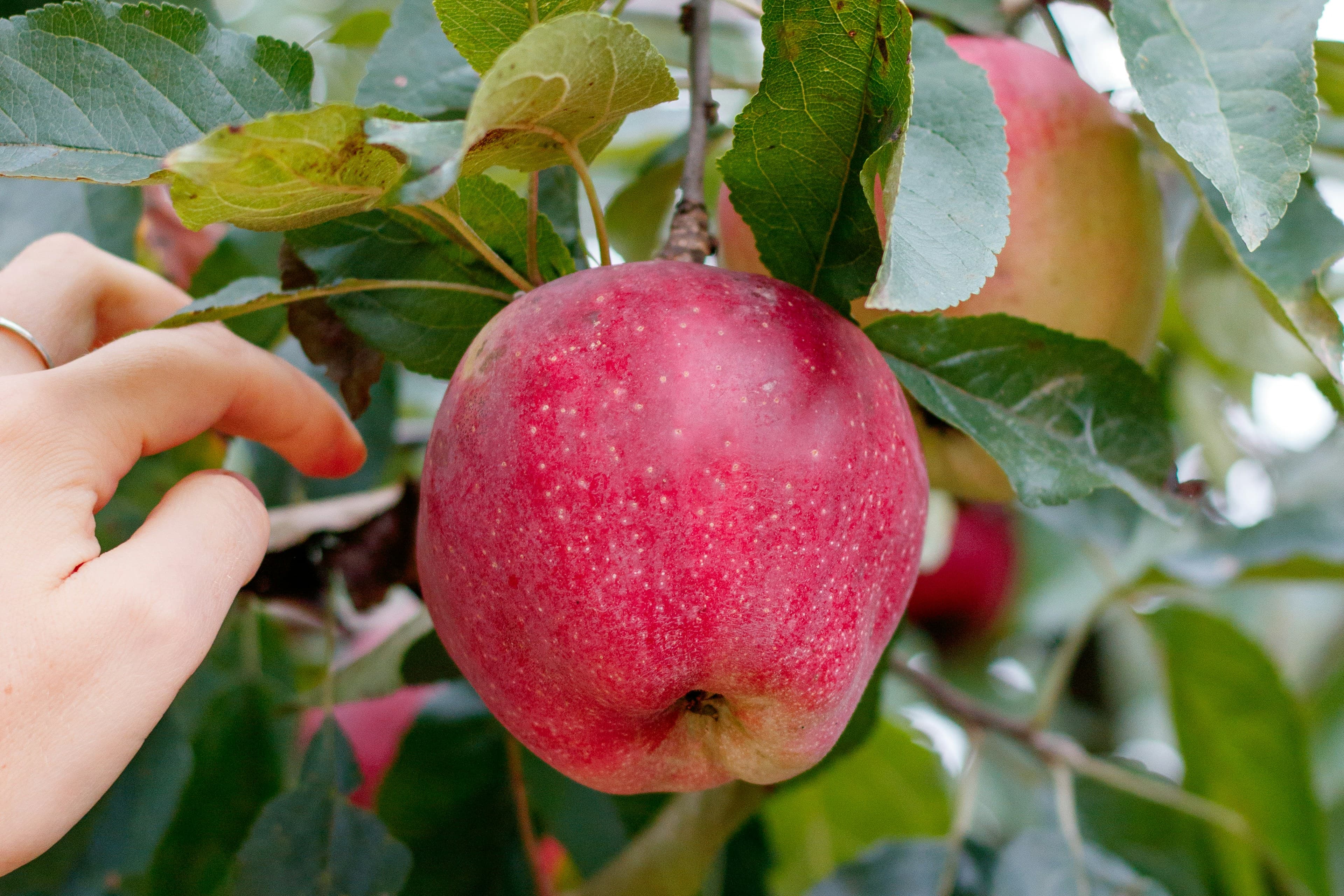 A grower’s hands holding a freshly picked apple