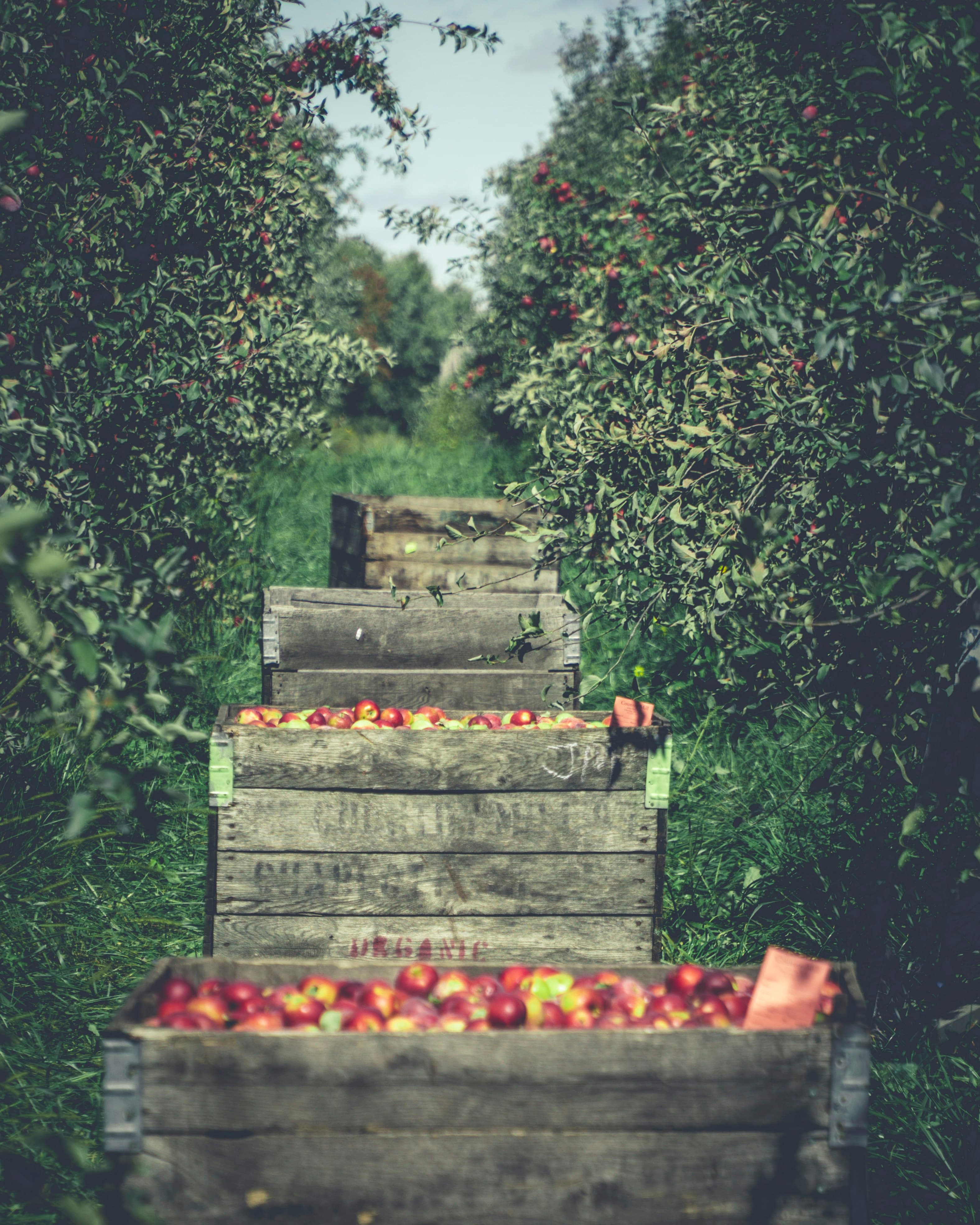 Apples being picked by hand at harvest