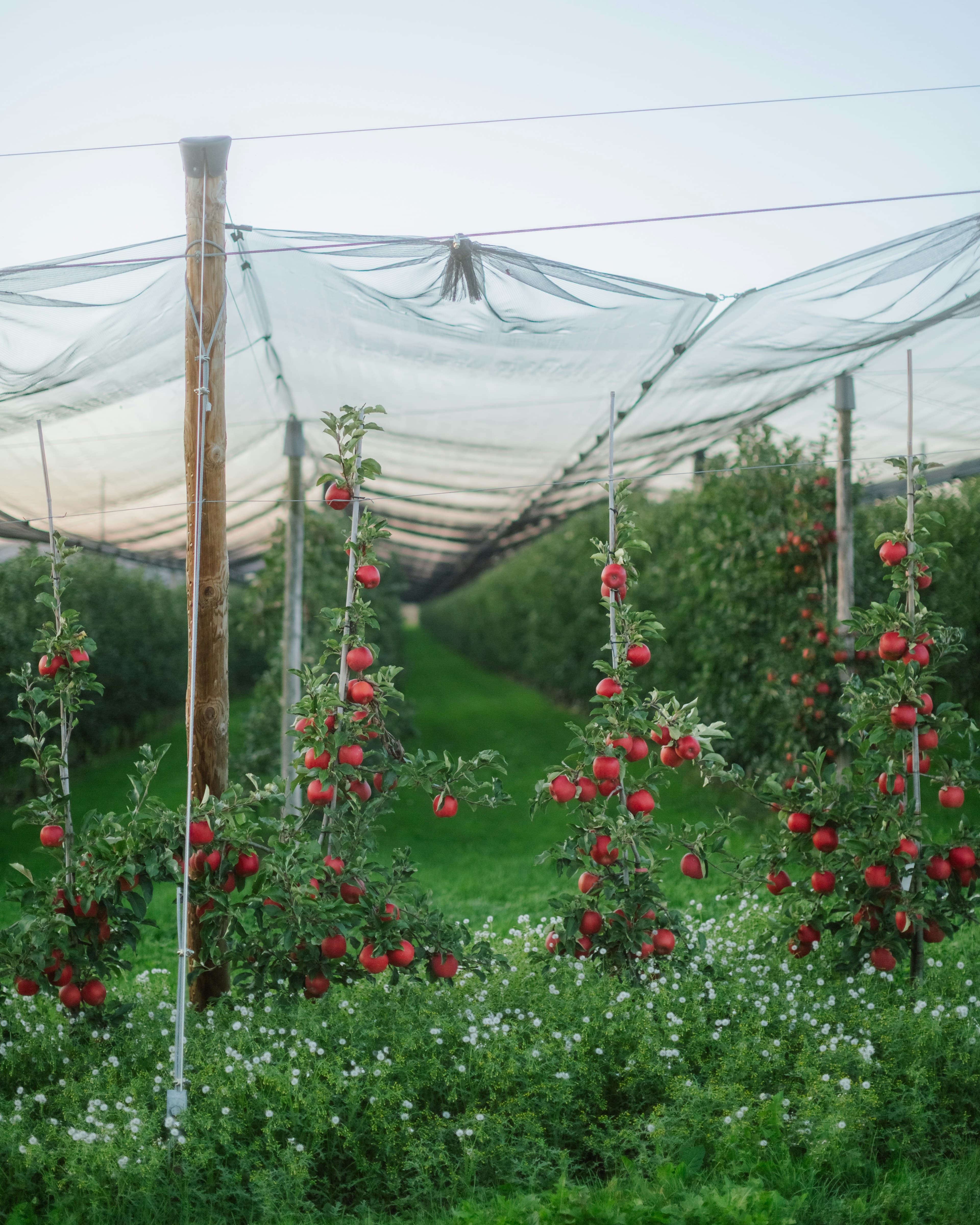 Hail netting stretched over an apple orchard in summer