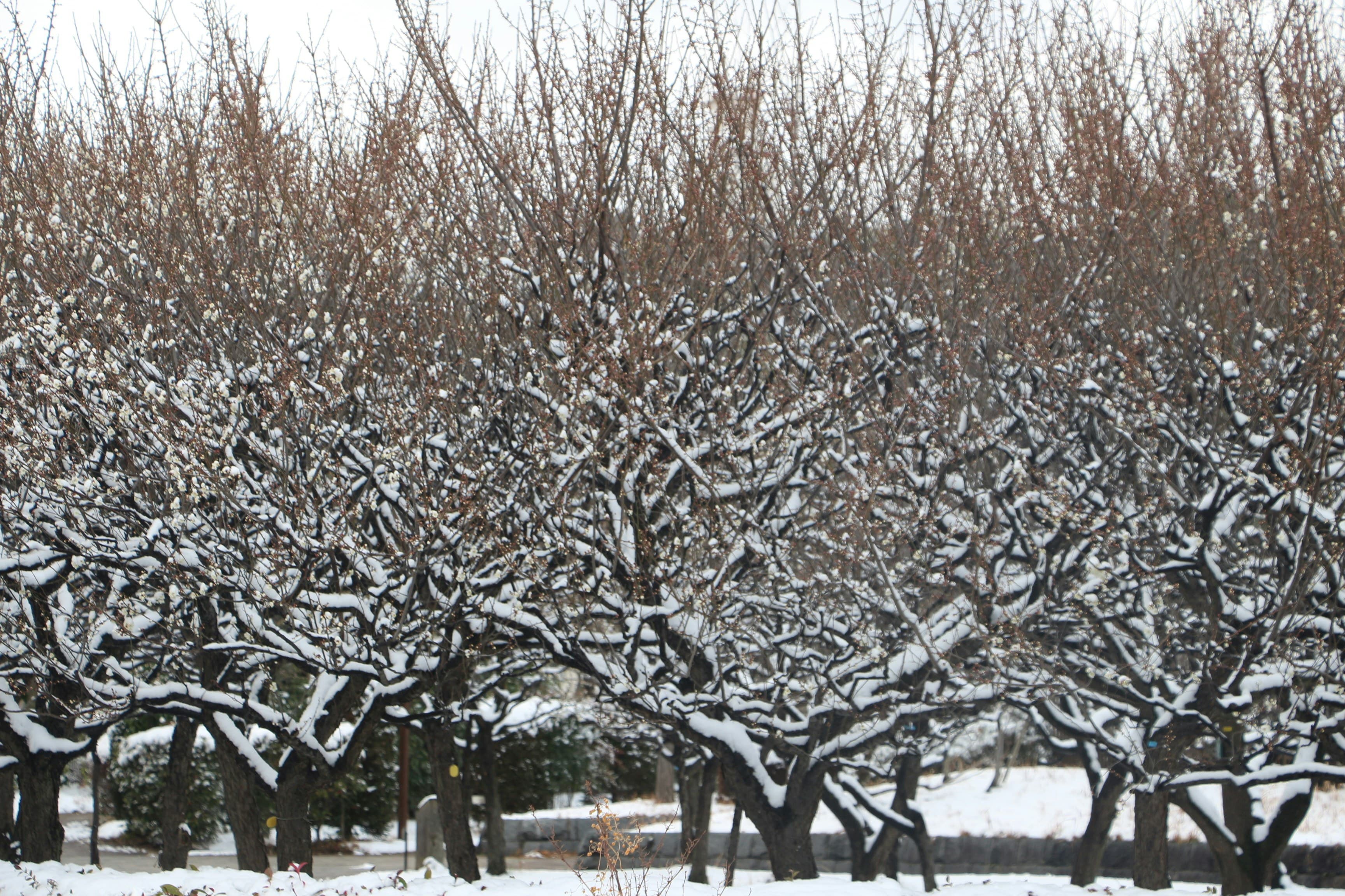 Pruning apple trees in a snow-covered Kinnaur orchard