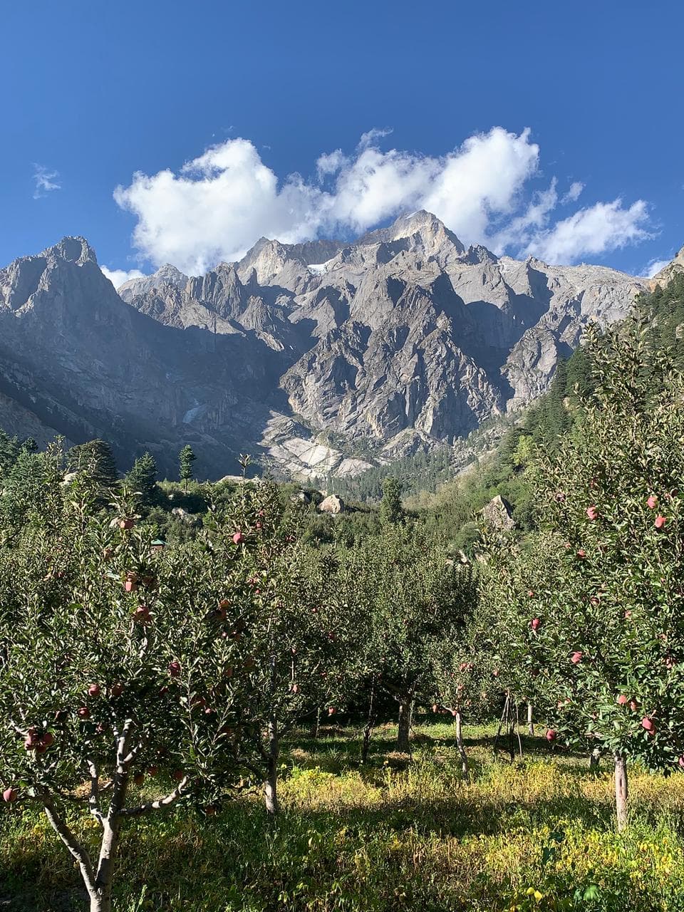 The orchard at Rakchham, apple trees in fruit beneath the Kinnaur peaks